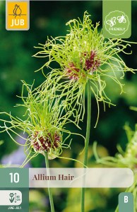 okrasny cesnak, cibuloviny, allium, allium hair, cibulky kvetov