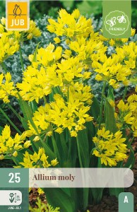 zlty okrasny cesnak, Allium Moly