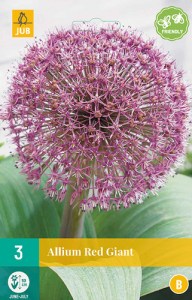 okrasny cesnak, Kvety, Cibuloviny, Allium, Purple Sensation