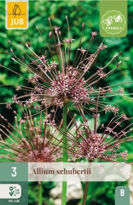 Kvety, Cibuloviny, Okrasný Cesnak, Allium Schubertii