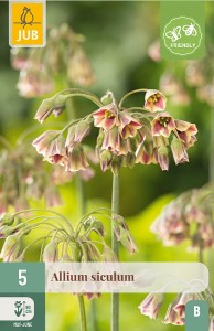 Kvety, Cibuloviny, Okrasný Censak, Allium siculum