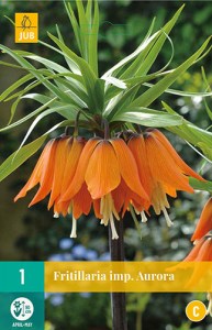 Cibuloviny, Cibule korunovky, Fritillaria imperialis Aurora