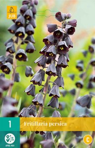 Cibuloviny, Cibule korunovky, Fritillaria persica
