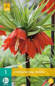 Cibuloviny, Cibule korunovky, Fritillaria imperialis Rubra