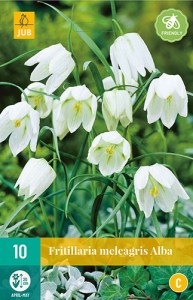 Cibuloviny, Cibule korunovky, Fritillaria meleagris Alba