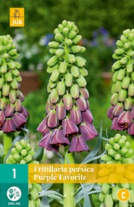 Cibuloviny, Cibule korunovky, Fritillaria persica