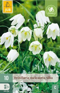 Cibuloviny, Cibule korunovky, Fritillaria meleagris Alba