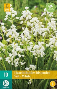 Cibuloviny, Hyacinthoides hispanica Mix  biely
