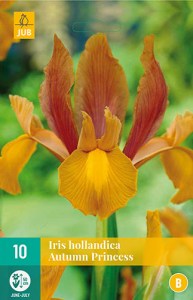 Cibuloviny, irisy, Iris, Autumn Princess, kvety