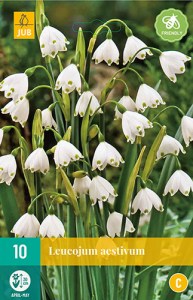 Cibuloviny, Cibule bledule, Bledula Leucojum aestivum