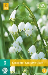 Cibuloviny, Cibule bledule, Bledula Leucojum Gravetye Giant