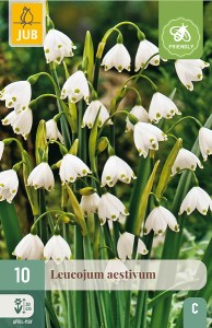 Cibuloviny, Cibule bledule, Bledula Leucojum aestivum