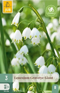Cibuloviny, Cibule bledule, Bledula Leucojum Gravetye Giant