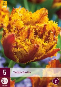 tulipan barbados, tulipany, cibuloviny, cibule kvetov, kvetove cibule, okrasne cibuloviny 
