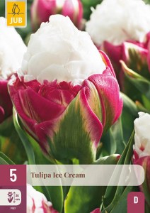 Tulipán Ice cream, cibuloviny, cibule tulipanaov, cibulky tulipanov, cibule kvetov, kvetove cibule