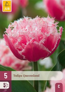 Tulipán Queensland, cibuloviny, cibule tulipanov, cibulky tulipanov, cibule kvetov, kvetove cibule