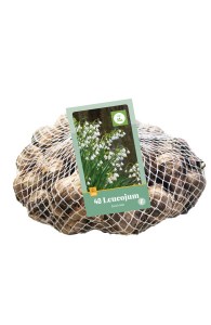 Cibuloviny, Cibule bledule, Bledula Leucojum aestivum