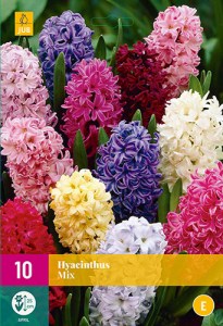 cibuloviny, cibule kvetov, hyacinty, hyacint, farebné hyacinty, kvety, 