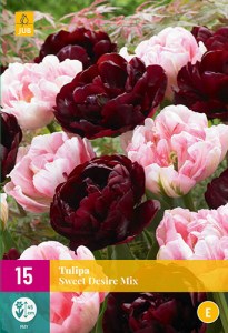 cibuloviny, tulipan, cibule kvetov, cibulky kvetov, cibulky tulipanov