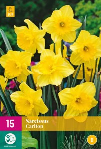carlton, narcis, narcisy, kvety, cibuloviny, cibulky kvetov, kvetove cibulky,