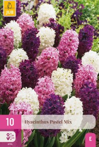 hyacinty, zmes hyacintov, cibuloviny, cibule kvetov, cibule hyacintov, hyacint