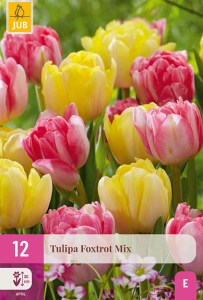 cibuloviny, tulipan, cibule kvetov, cibulky kvetov, cibulky tulipanov