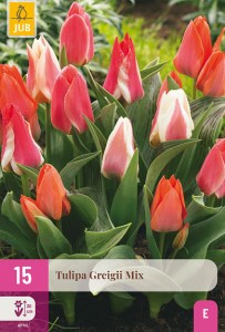 cibuloviny, tulipan, cibule kvetov, cibulky kvetov, cibulky tulipanov