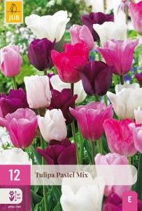 cibuloviny, tulipan, cibule kvetov, cibulky kvetov, cibulky tulipanov