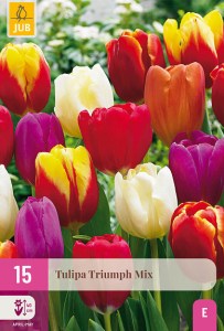 cibuloviny, tulipan, cibule kvetov, cibulky kvetov, cibulky tulipanov