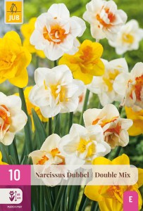 plnokvete narcisy, narcisy, cibuloviny, cibulky, kvetove cibule,