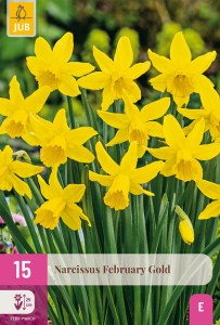 February Gold, narcis, cibuloviny, cibulky kvetov, zlte narcisy