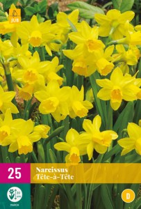 narcisy, narcis tete a tete, zlty narcis, zlte kvety, kvety, cibuloviny, cibulky kvetov