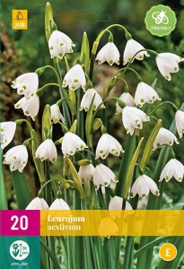 Cibuloviny, Cibule bledule. Bledula Leucojum aestivum XXL balenie