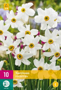 Cibuloviny, cibule narcisov, Narcis Recurvus, narcisy, cibulky narcisov, kvetove cibulky,
