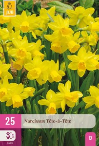narcisy, narcis tete a tete, zlty narcis, zlte kvety, kvety, cibuloviny, cibulky kvetov