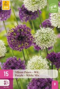 cibule kvetov, cibuloviny, Okrasný Cesnak, Allium Purple - White