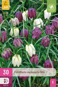 Cibuloviny, Cibule korunovky, Fritillaria meleagris mix