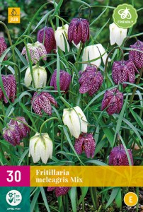 Cibuloviny, Cibule korunovky, Fritillaria meleagris mix