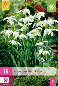 Cibuloviny, Cibule snežienky, Snežienka Galanthus XXL balenie