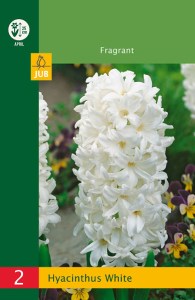 modry hyacint, kvetove cibulky, cibuloviny, kvety, cibule hyacintov