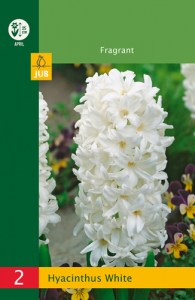 modry hyacint, kvetove cibulky, cibuloviny, kvety, cibule hyacintov