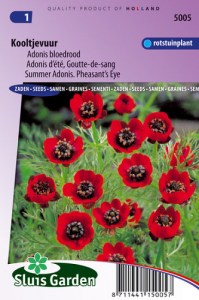 Adonis aestivalis, Hlavácik letný, cervené kvety, semená kvetov, cervený kvet, kvety do záhrady, najkrajšie kvety,