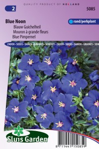 Anagallis, Drchnicka modrá, semená kvetov, pekné kvety, modré kvety, kvety do záhrady,