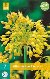 ALLIUM-YELLOW-FANTASY-6