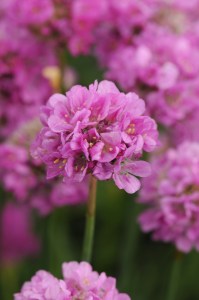 armeria, fialova armeria, kvety, semena kvetov, trvalky, semená trvaliek,