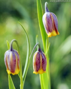 Cibuloviny, Cibule korunovky, Fritillaria uva-vulpis