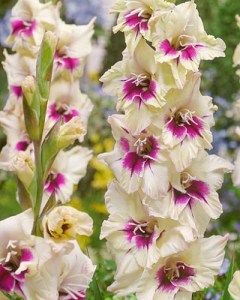 GLADIOLUS-AMBER-MISTIQUE-1214