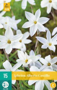 IPHEION-UN-ALBERT-CASTILLO