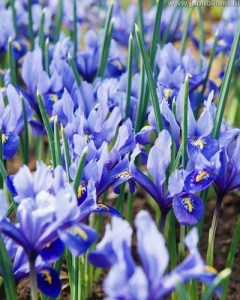 IRIS-RETICULATA-ALIDA-56
