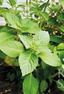 Kr060_Tulsi4